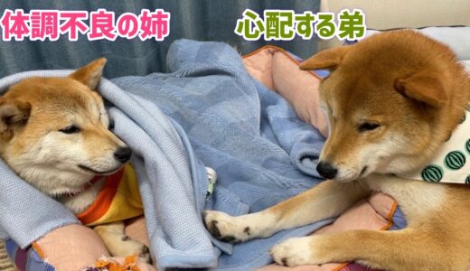 姉犬の体調不良を心配した弟犬のとった行動が泣ける‼️