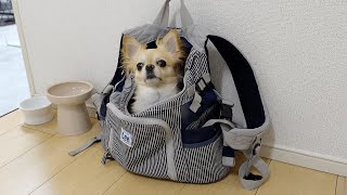 犬（チワワ）に手料理を振る舞おうとするとバッグに入って急かしてくる姿がこちらですwww