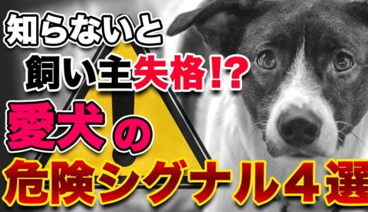 【愛犬の危険シグナル！】知らなきゃ飼い主失格！？犬のプロ松本秀樹が教える！覚えておくべき危険シグナル４選！