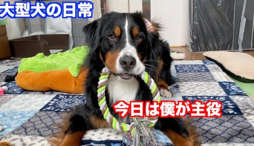 【赤ちゃんと犬】まったりリラックスタイムを楽しむ　バーニーズマウンテンドッグ　 bernese mountain dog