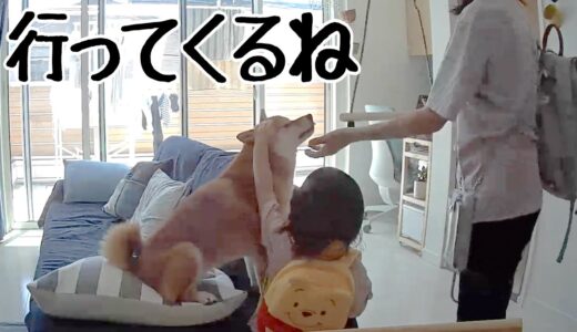 留守番する柴犬を隠し撮りしたら切なくなった｜犬と子供のvlog