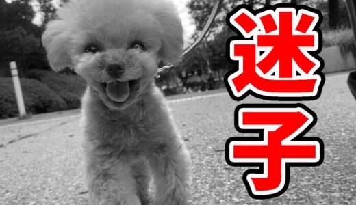 代々木公園でうちの犬が迷子になりました【トイプードル】