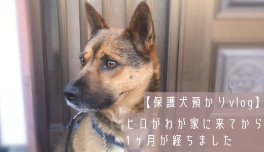 【保護犬&猫預かりvlog】ヒロがわが家に来てから１ヶ月が経ちました（５月11日時点のvlogです）