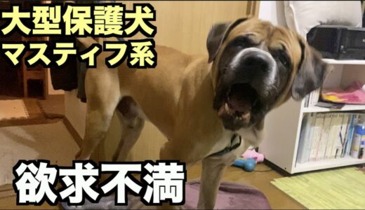 大型マスティフ系保護犬・欲求不満【20 21日目】