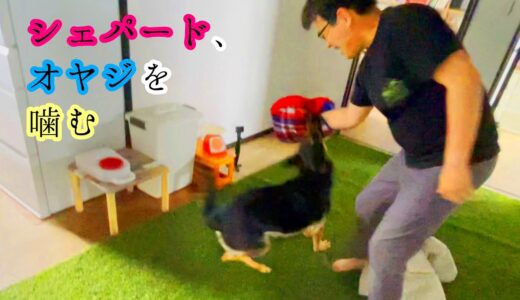 休日の朝は遊びたいモードのシェパード犬、ついオヤジを噛む【German Shepherd】 My Dog Wants To Play And Bite Her Owner By Accident