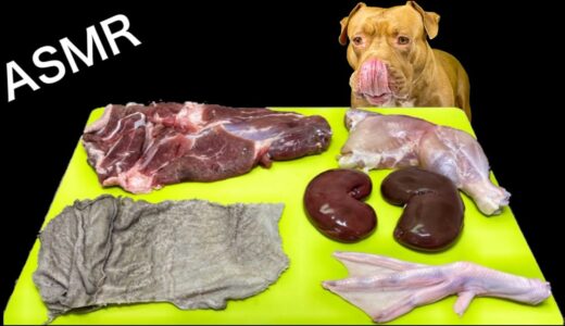 【ASMR】珍しい食材が次々と消えていく‼︎最強な犬ピットブルの咀嚼音が病みつきになる‼︎