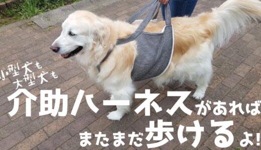 自分ちの子にぴったりの犬用介護ハーネスの作り方