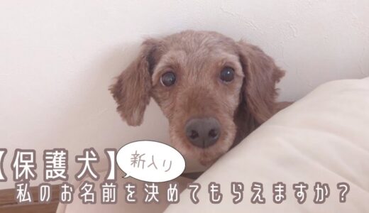 【新入り保護犬】お名前投票企画　私のお名前を決めてもらえますか？