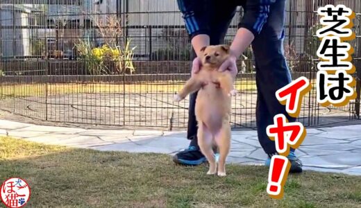 【捨て犬　子犬　保護】側溝に落ちていた子犬　サークルの中から出てこない子犬