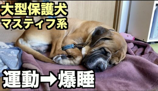 大型マスティフ系保護犬・ストレス解消は大事【22日目】