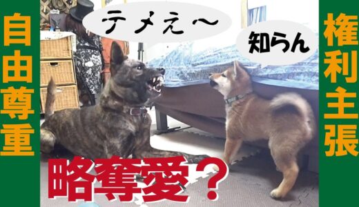 姉ハルヱの彼氏?をこっそり狙う?妹マメ＝！【甲斐犬・柴犬】