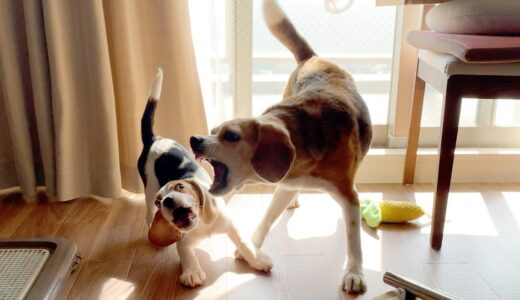 【ワンプロ】喧嘩？遊び？ついに堪忍袋の緒が切れた先住犬【ビーグル多頭飼い】Beagle Puppy