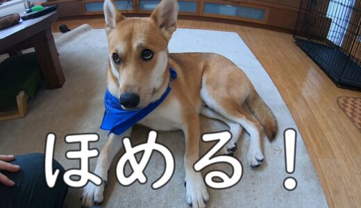 怖がりな犬にひたすら褒めて自信をつけさせる！