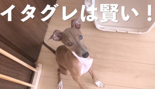 頭が良い！保護犬子犬のしつけの様子Vlog【Day18】