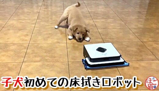 【捨て犬　子犬　子猫　保護】側溝に落ちていた子犬　初めての床拭きロボットへの反応は？！