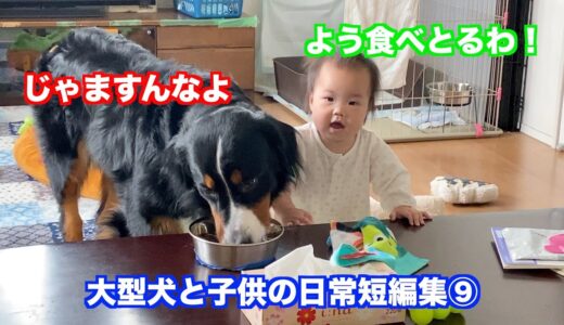 【大型犬と子供の日常短編集⑨】食事を監視したり監視されたりする　バーニーズマウンテンドッグ　 bernese mountain dog