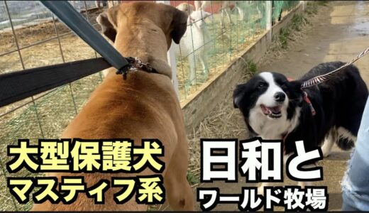 大型マスティフ系保護犬・ワールド牧場未公開編【30 31日目】