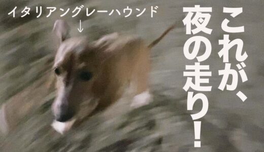 これが小型犬最速、イタグレ子犬５ヶ月の走り！！と、付き合わされたトイプ姉5歳【Day23】