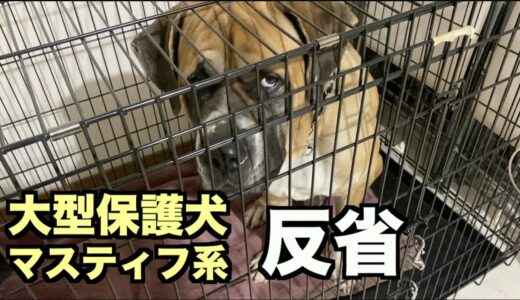 大型マスティフ系保護犬・完璧な反省【34 36日目】