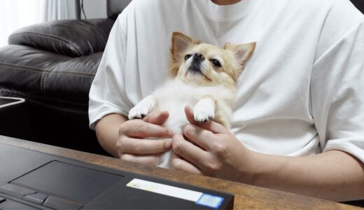 犬（チワワ）が飼い主の仕事を中断させ満足そうに甘える姿がこちらですwww