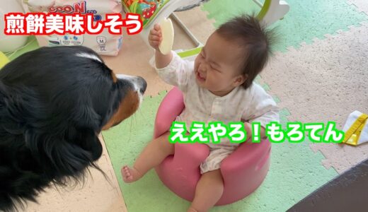 【赤ちゃんと犬】最高の笑顔とお煎餅が欲しい　バーニーズマウンテンドッグ　 bernese mountain dog