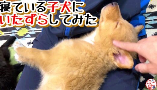 【捨て犬　子犬　保護】寝ている子犬にイタズラしてみた