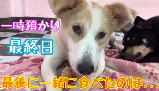 【一時預かり最終日😢】最後まで優しい子🌸幼馴染の保護犬マロと一緒に食べたのは、、、💖