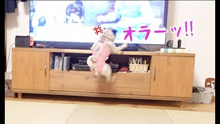 テレビに映る犬にやたらとイキリちらすパグ犬ぷぅPug