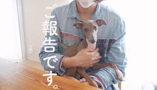 保護犬レモン、28日目のご報告。【Day28】