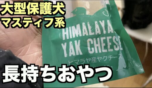 大型マスティフ系保護犬・ヒマラヤンチーズ【42 44日目】