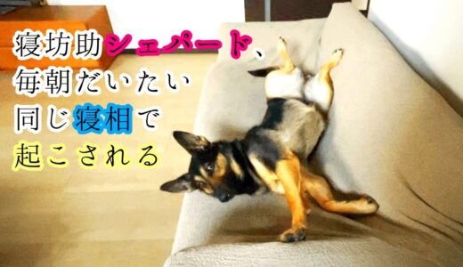 毎朝だいたい同じ寝相で寝てるシェパード犬、飼い主に起こされる【German Shepherd】 My Sleepy Dog Is Woken Up Every Morning