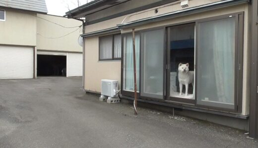 【秋田犬ゆうき】お姉さんがピカピカの新車♪に乗って帰って来たので見守る【akita dog】