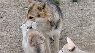 大人の真似っこをして遊ぶ 狼犬子犬