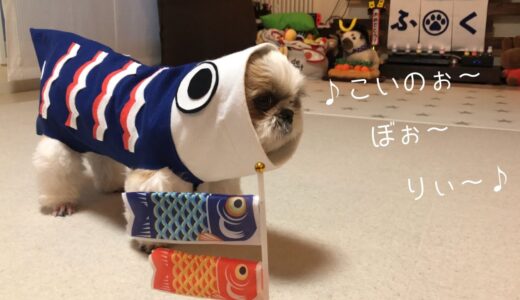 【シーズー】福来家のこどもの日🎏【犬Vlog】