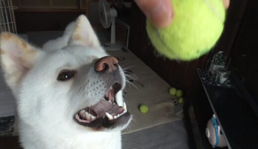 【秋田犬ゆうき】すべる廊下に出たボールは危ないので止まるまで拾わない【akita dog】