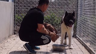 跟严重护食的秋田犬面对面对峙，这个场面太吓人了！ Scary! Face-to-face training to Akita’s serious food aggression!