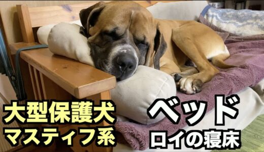 大型マスティフ系保護犬・寝床を確保【28 29日目】