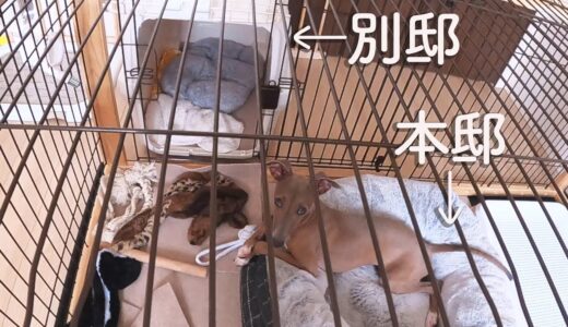 保護犬子犬、本邸と別邸を楽しむ？！【Day22】