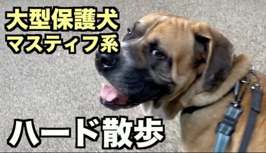 大型マスティフ系保護犬・散歩がハード【32 33日目】