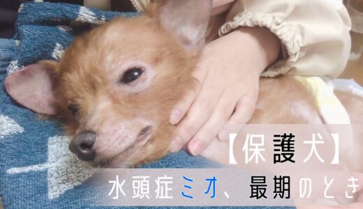 【保護犬】水頭症ミオ、最期のとき