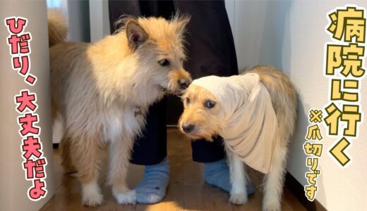 これから病院に行くことを感づいたもじゃ犬姉妹の妹