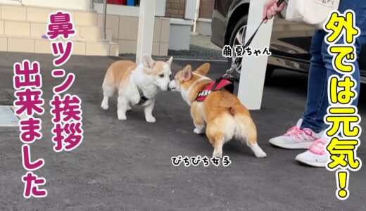 寝てばかりのシニア犬、外に出れば激変！鼻ツンもできた！