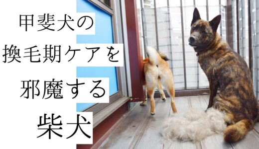 【音量注意】甲斐犬の換毛期始めました。【甲斐犬・柴犬】