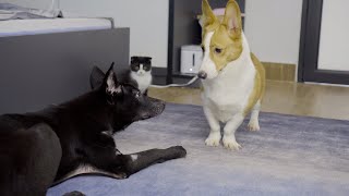 犬が苦手なコーギー犬は初めて保護犬のデンちゃんに会ったら、こうなりました笑