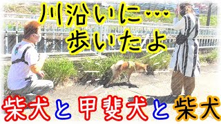 川沿いに歩くってきた！【子犬・老犬・柴犬・甲斐犬・闘病・老犬介護】全てが揃ったトリプルchのコラボ企画がついに実現!!