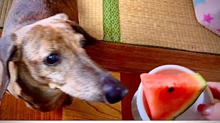 春スイカ🍉に興奮する犬