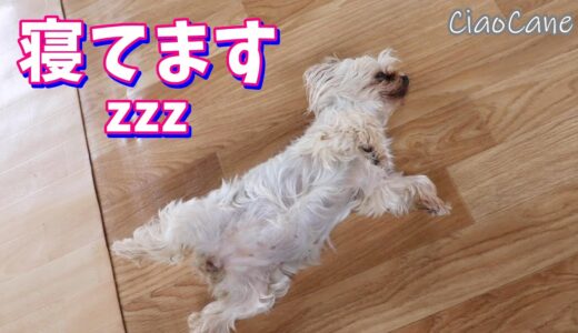 気持ちいいんだよね～お昼寝zzz【ヨークシャーテリア専門犬舎チャオカーネ】