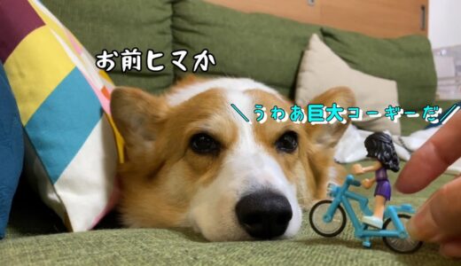 母へのスルースキルが高いコーギー犬