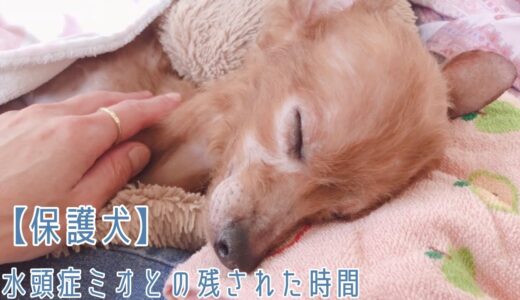 【保護犬】水頭症のミオとの残された時間