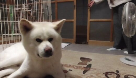 【秋田犬ゆうき】お風呂上がりのお姉さんは大人の事情で撮影自粛となります【akita dog】